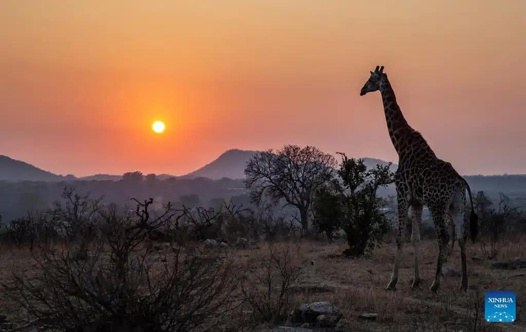 Exploring Kruger National Park: A Complete Guide for Travelers 10 How to book a safari tour
