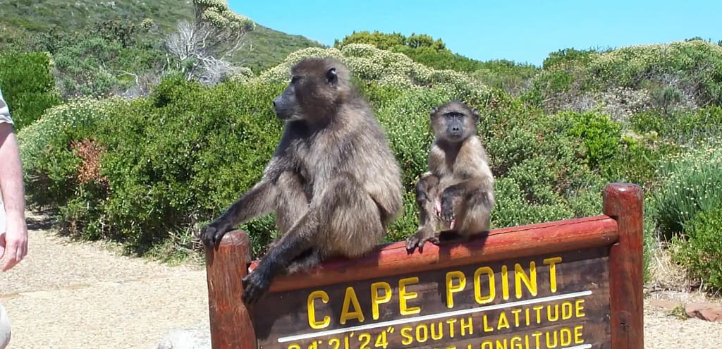 Explore Cape Point’s incredible views. Perfect for nature 8 Cape Point visitor information