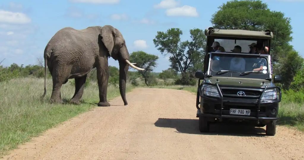 Exploring Kruger National Park: A Complete Guide for Travelers 6 How to plan a safari trip