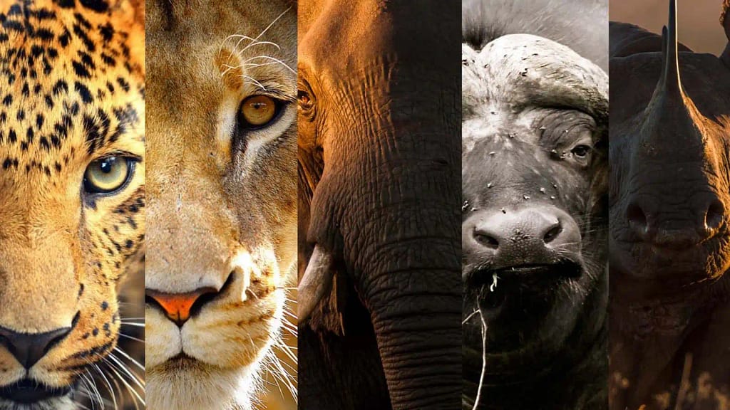Exploring Kruger National Park: A Complete Guide for Travelers 5 Photographic opportunities in Kruger