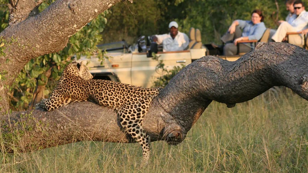 Exploring Kruger National Park: A Complete Guide for Travelers 8 Budget-friendly safari options