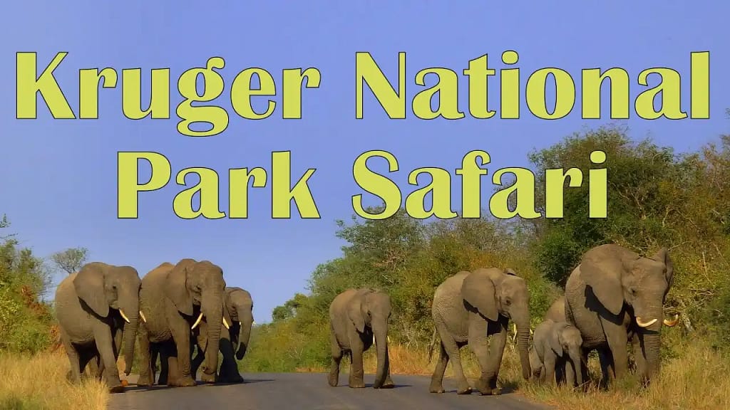 Exploring Kruger National Park: A Complete Guide for Travelers 2 Types of safari tours in Kruger