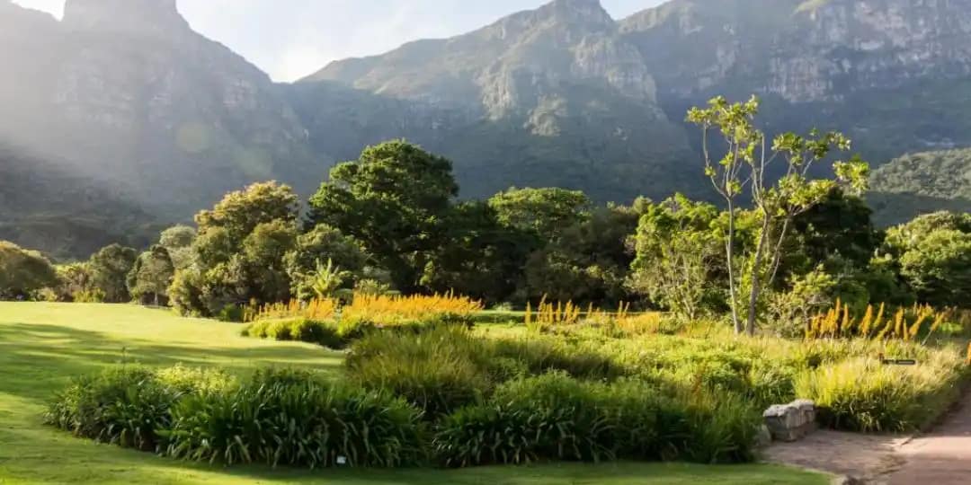 Explore Kirstenbosch National Botanical Garden: A Nature Lover’s Paradise in Cape Town 76 Events at Kirstenbosch Garden