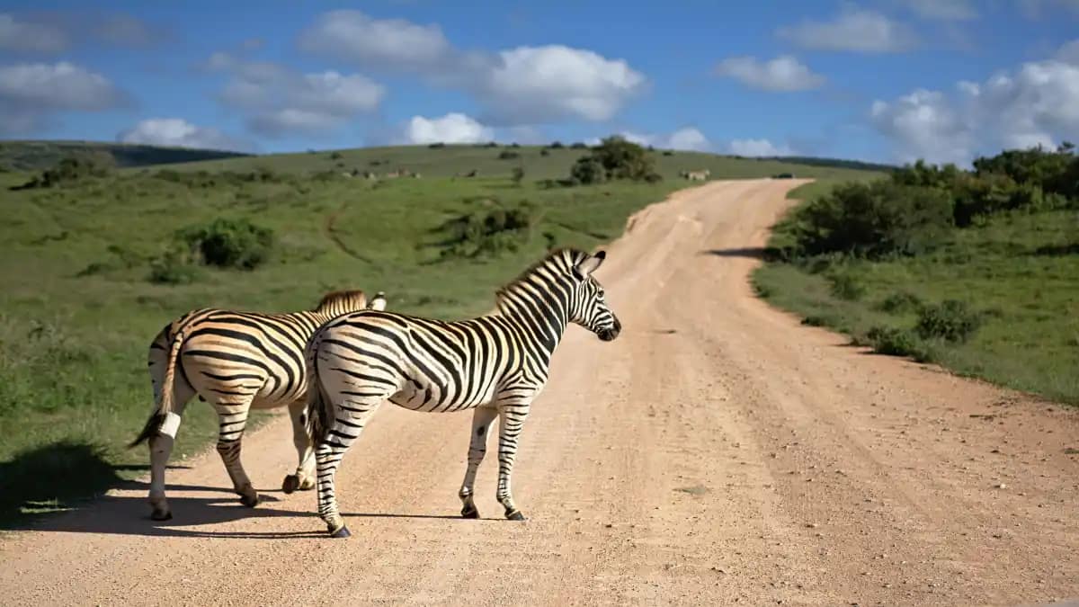 Discover wildlife and nature once in a lifetime safari tours 55 best wildlife travel experiences
