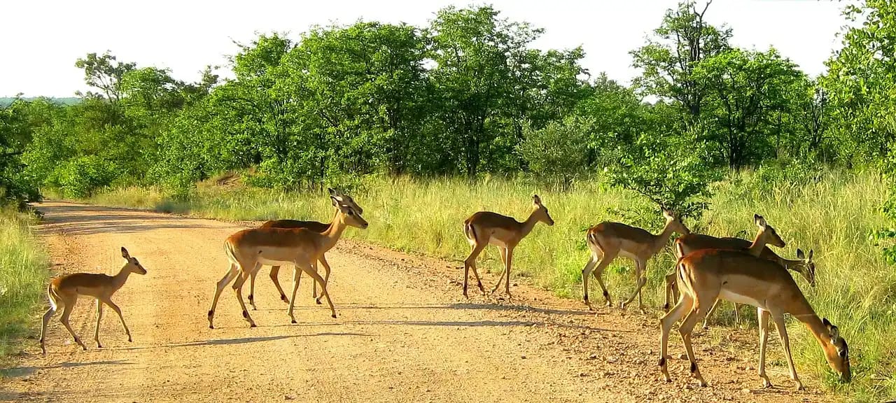 Exploring Kruger National Park: A Complete Guide for Travelers 81 kruger national park 1240716 1280