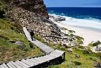 Explore Cape Point’s incredible views. Perfect for nature 10 Cape Point flora and fauna