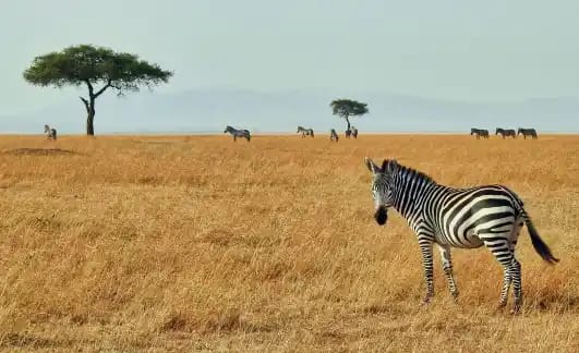 Book Holidays travel to Zanzibar all-inclusive packages 2026 5 Zanzibar vacation packages 2025