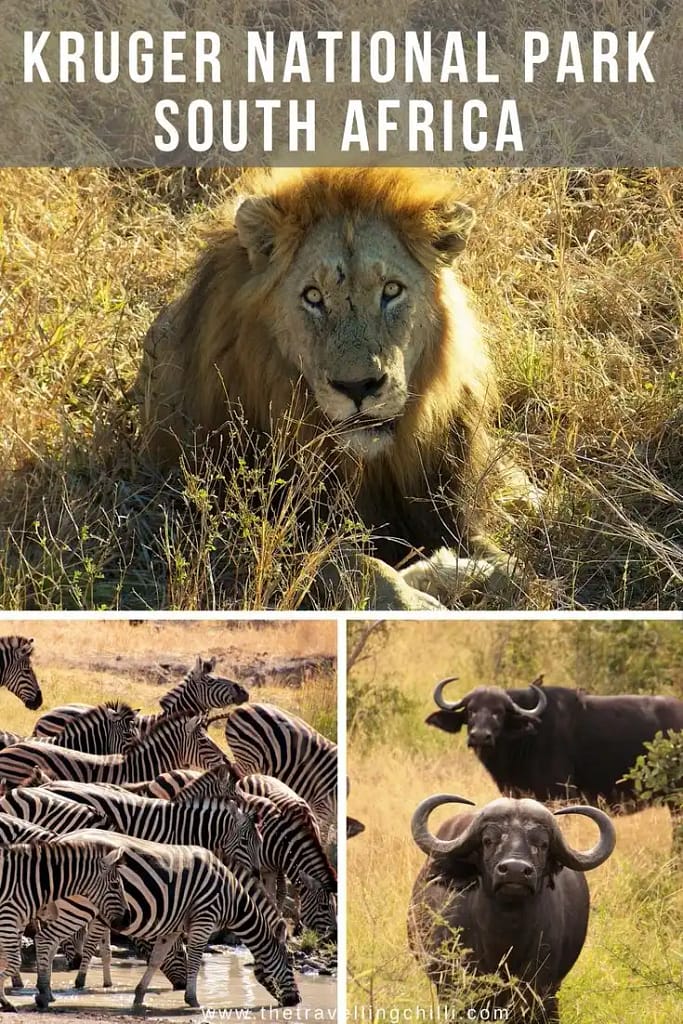Exploring Kruger National Park: A Complete Guide for Travelers 3 Safari itineraries for Kruger