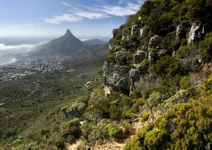 Explore Table Mountain: Your Guide to Nature and Views 11 Table Mountain flora and fauna