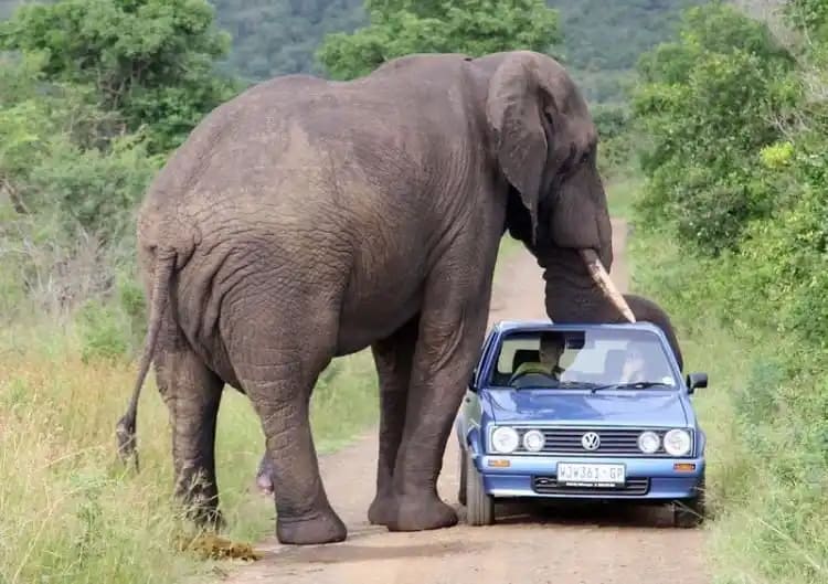 Exploring Kruger National Park: A Complete Guide for Travelers 9 Hidden costs of Kruger safaris