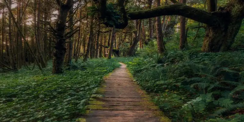 Exploring Vancouver's Natural Beauty: Stanley Park, Grouse Mountain, and Beyond 3 Stanley Park review