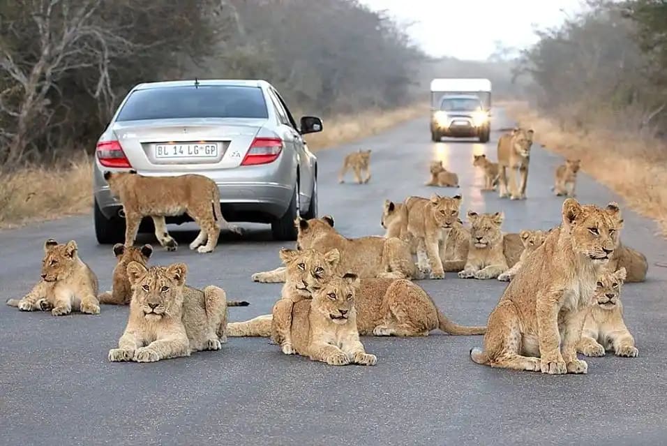 Exploring Kruger National Park: A Complete Guide for Travelers 11 Last-minute safari deals in Kruger