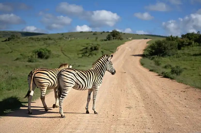 Experience the Magic of Safari with BookAllSafari 6 Preparing for a safari adventure