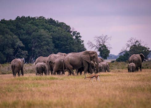 Discover wildlife and nature once in a lifetime safari tours 2 best wildlife travel experiences