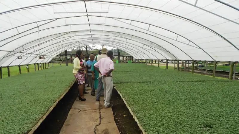 Explore Eswatini: 12 Astonishing Facts About Africa's Hidden Kingdom - Travel Guide 12 Large greenhouse with rows of young plants; people observing seedlings in the propagation area.