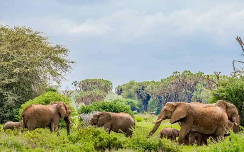 Explore Eswatini: 12 Astonishing Facts About Africa's Hidden Kingdom - Travel Guide 11 Hlane Royal National Park